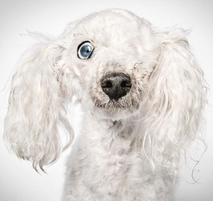 Terk Edilmiş Köpeklere Sıcacık Bir Yuva Bulmak İçin Yardımcı Olan Koca Yürekli Moda Fotoğrafçısıyla Tanışın
