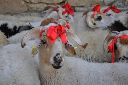 Kurban Bayramı Eziyet ve Katliam Değildir