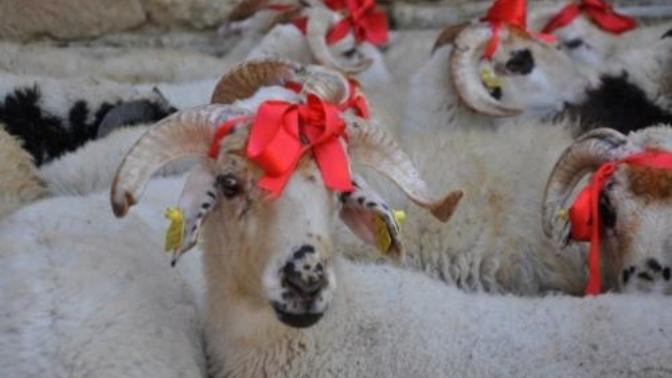 Kurban Bayramı Eziyet ve Katliam Değildir