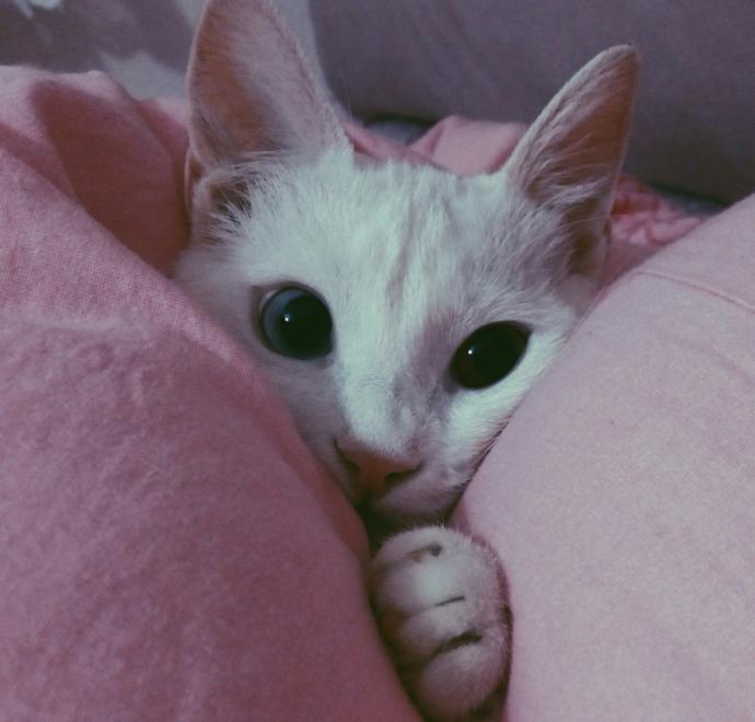 Tatile Çıkamamış Olanları Bir Kez Daha Üzecek Çok Gezenti: Kedi Suki!