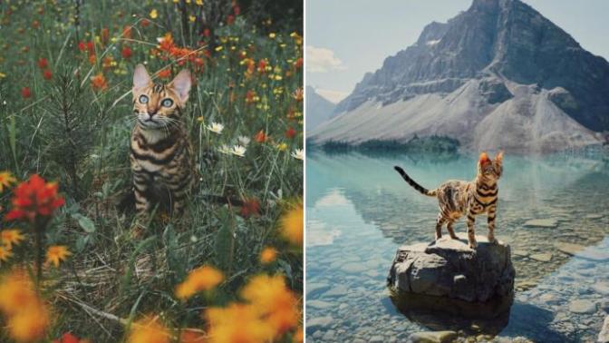 Tatile Çıkamamış Olanları Bir Kez Daha Üzecek Çok Gezenti: Kedi Suki!