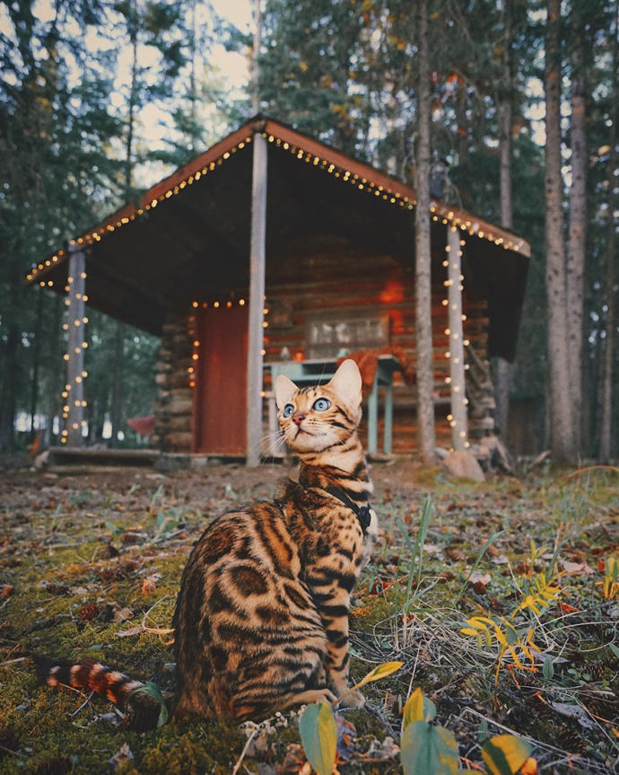 Hayatına Özenilecek Olan Kedi, Meet Suki ile Tanışın!