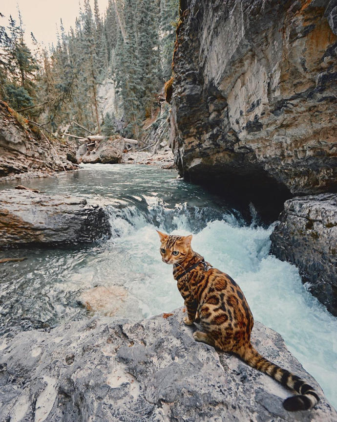 Bir Kedi En Fazla Ne Kadar Maceracı ve Gezgin Olabilir? Karşınızda Kanadalı Suki!