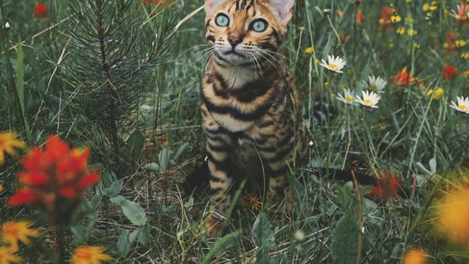 Bir Kedi En Fazla Ne Kadar Maceracı ve Gezgin Olabilir? Karşınızda Kanadalı Suki!