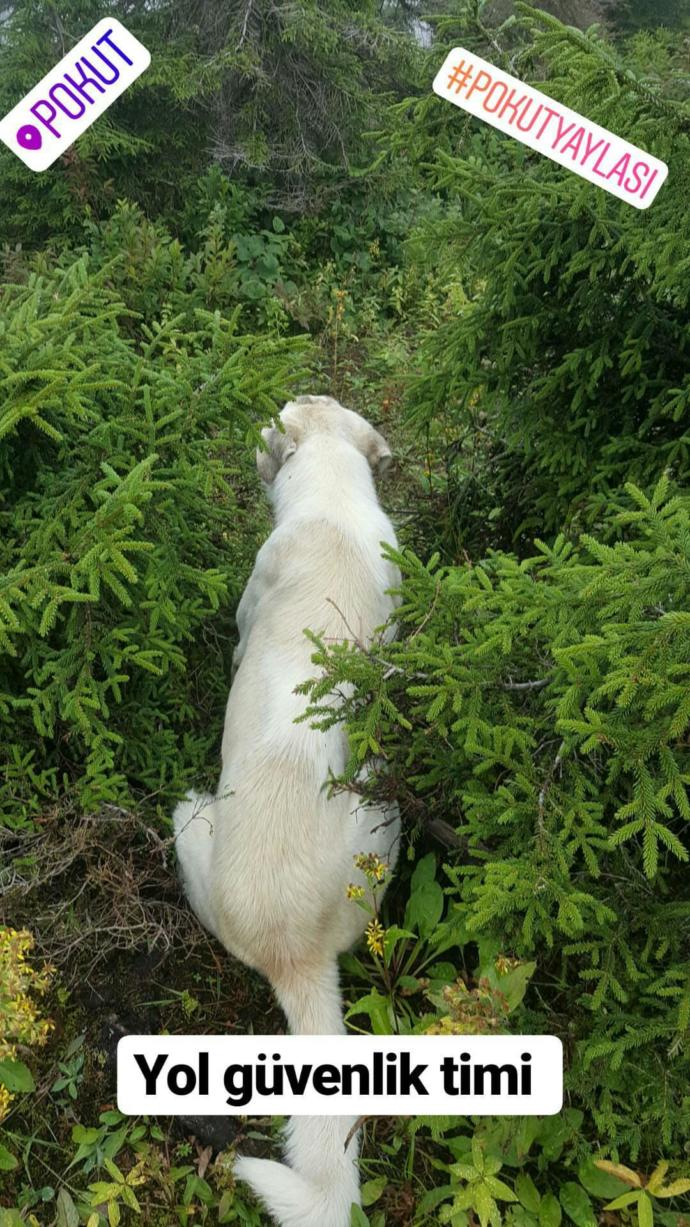 Bulutların Yastık Olduğu Yer: Pokut Yaylası!