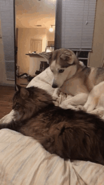 Aynı Anda Kedi ve Köpek Beslenmeyeceğinin İspatı Niteliğinde Harika Kareler!