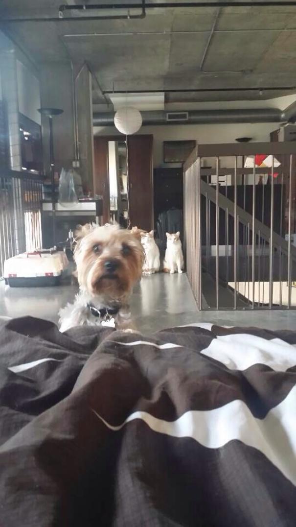 Aynı Anda Kedi ve Köpek Beslenmeyeceğinin İspatı Niteliğinde Harika Kareler!