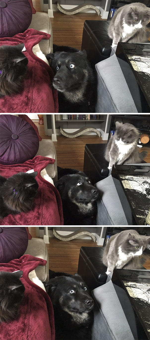 Aynı Anda Kedi ve Köpek Beslenmeyeceğinin İspatı Niteliğinde Harika Kareler!