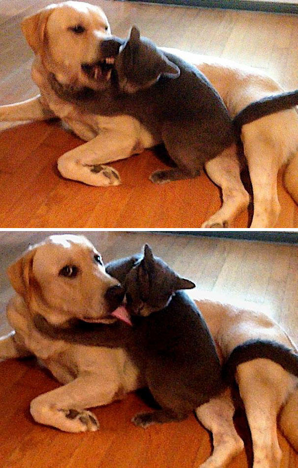 Aynı Anda Kedi ve Köpek Beslenmeyeceğinin İspatı Niteliğinde Harika Kareler!