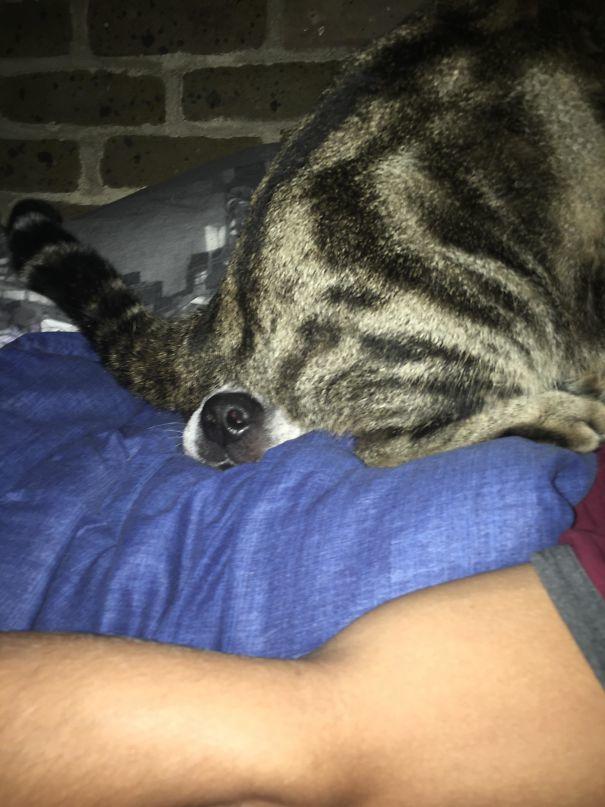 Aynı Anda Kedi ve Köpek Beslenmeyeceğinin İspatı Niteliğinde Harika Kareler!
