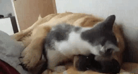 Aynı Anda Kedi ve Köpek Beslenmeyeceğinin İspatı Niteliğinde Harika Kareler!