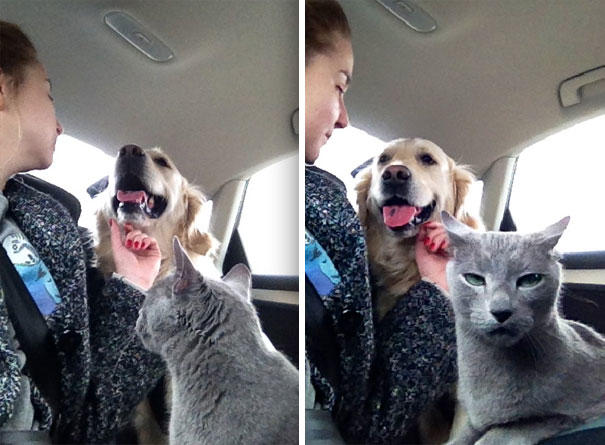 Aynı Anda Kedi ve Köpek Beslenmeyeceğinin İspatı Niteliğinde Harika Kareler!
