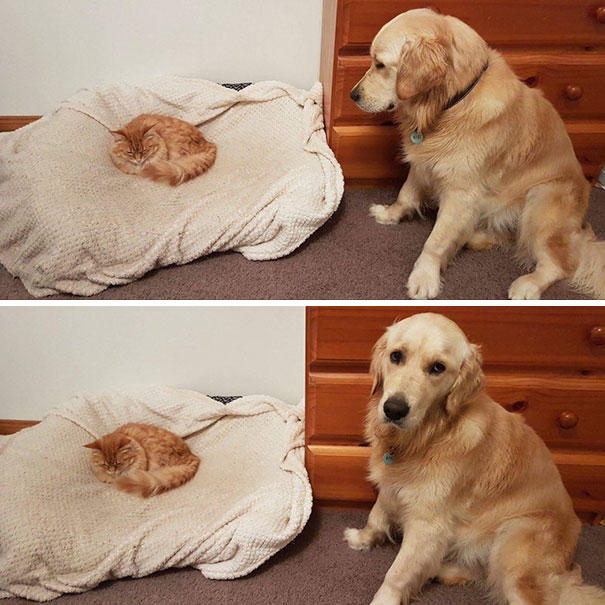 Aynı Anda Kedi ve Köpek Beslenmeyeceğinin İspatı Niteliğinde Harika Kareler!