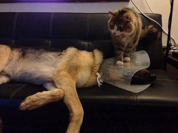 Aynı Anda Kedi ve Köpek Beslenmeyeceğinin İspatı Niteliğinde Harika Kareler!