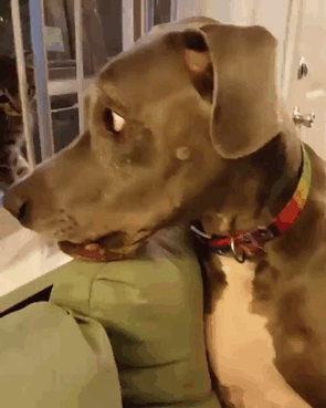Aynı Anda Kedi ve Köpek Beslenmeyeceğinin İspatı Niteliğinde Harika Kareler!