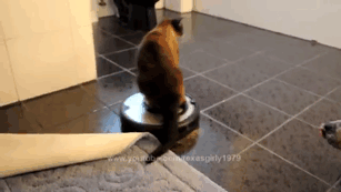 Aynı Anda Kedi ve Köpek Beslenmeyeceğinin İspatı Niteliğinde Harika Kareler!