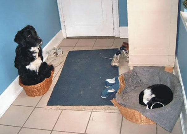Aynı Anda Kedi ve Köpek Beslenmeyeceğinin İspatı Niteliğinde Harika Kareler!