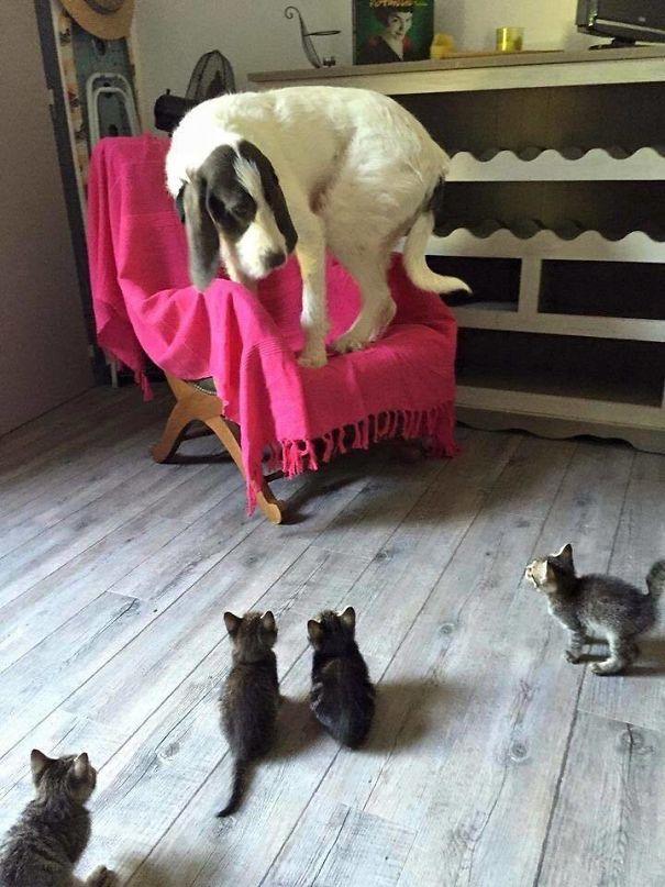 Aynı Anda Kedi ve Köpek Beslenmeyeceğinin İspatı Niteliğinde Harika Kareler!