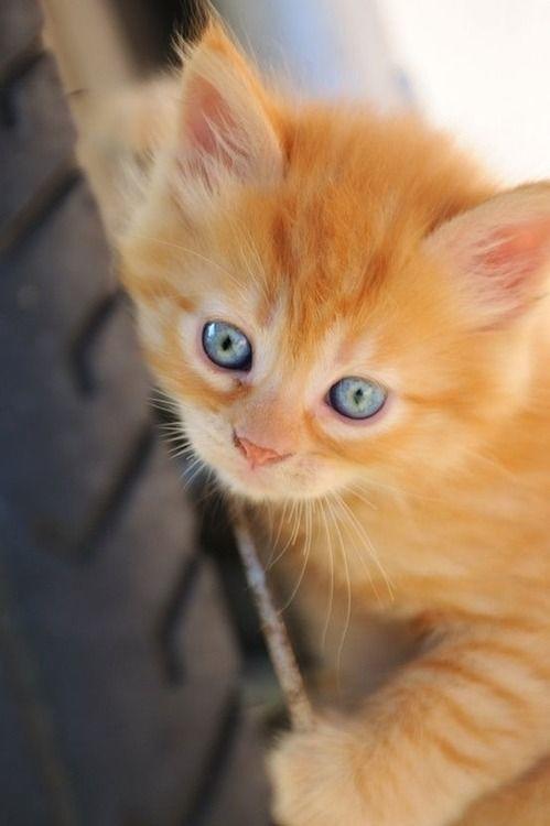 Aynı Anda Kedi ve Köpek Beslenmeyeceğinin İspatı Niteliğinde Harika Kareler!