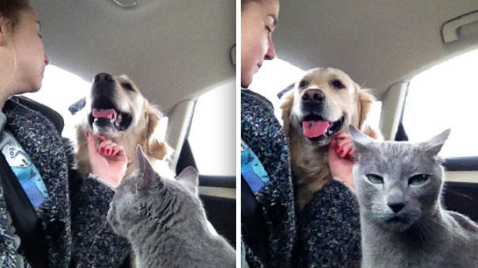 Aynı Anda Kedi ve Köpek Beslenmeyeceğinin İspatı Niteliğinde Harika Kareler!