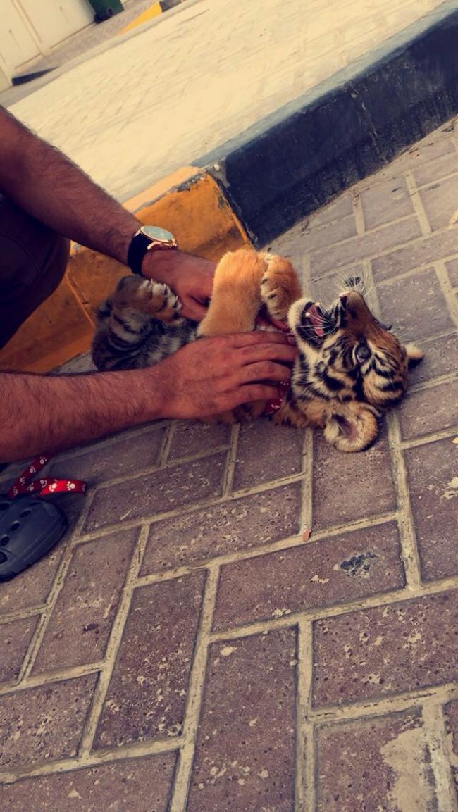 Lüksün Sapkınlık Haline Dönüştüğü Dubaiden Çok İlginç Lüks Yaşam Kareleri!
