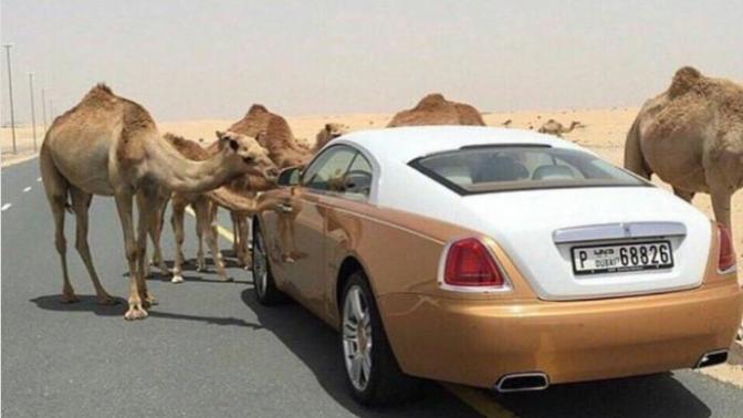 Lüksün Sapkınlık Haline Dönüştüğü Dubai'den Çok İlginç Lüks Yaşam Kareleri!