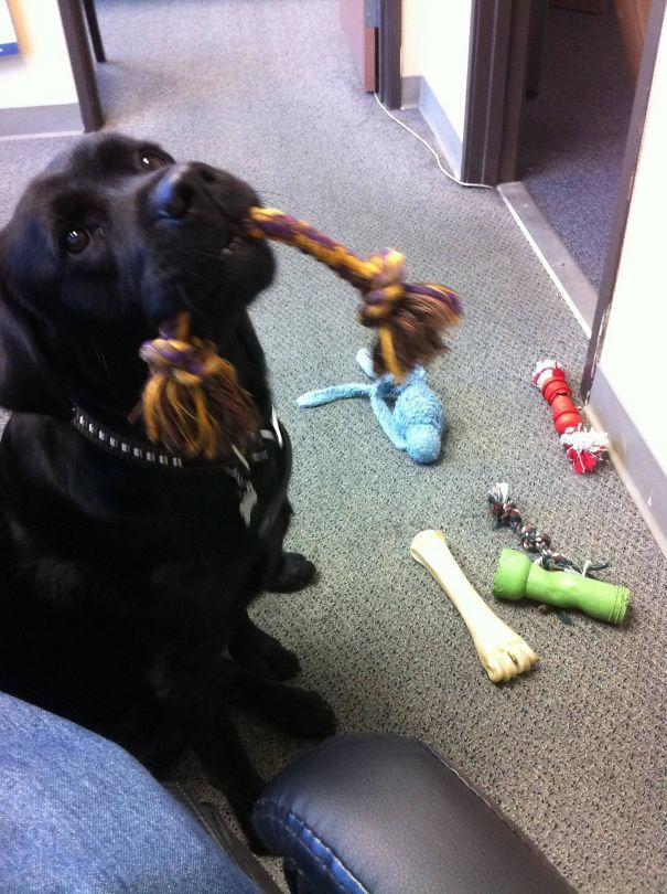 Sahiplerine Gönüllerinden Kopan Hediyeler Getiren Sevimli Kedi ve Köpekler!