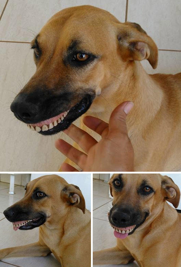 Sahiplerine Gönüllerinden Kopan Hediyeler Getiren Sevimli Kedi ve Köpekler!