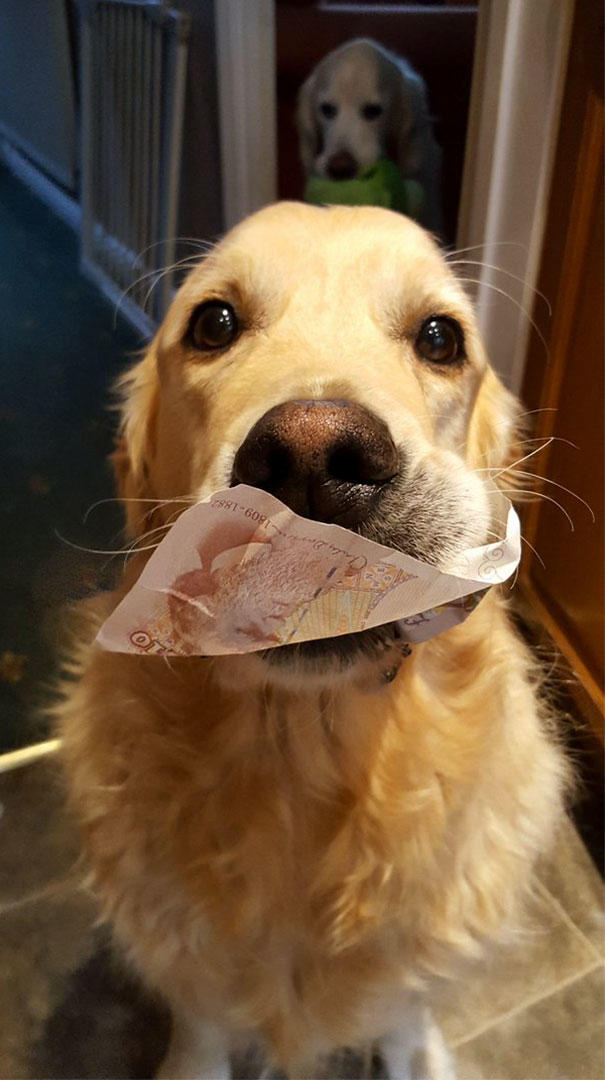 Sahiplerine Gönüllerinden Kopan Hediyeler Getiren Sevimli Kedi ve Köpekler!