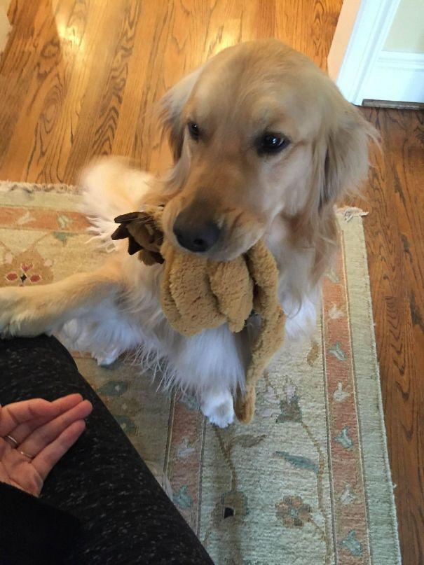 Sahiplerine Gönüllerinden Kopan Hediyeler Getiren Sevimli Kedi ve Köpekler!