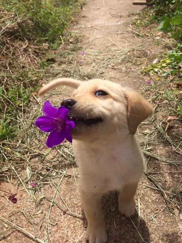 Sahiplerine Gönüllerinden Kopan Hediyeler Getiren Sevimli Kedi ve Köpekler!