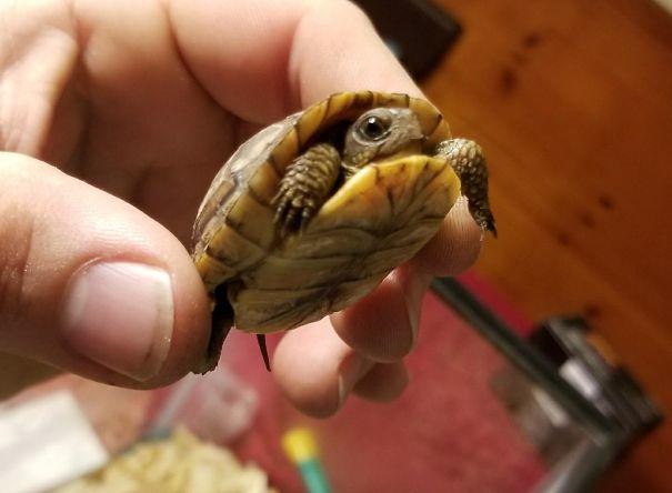 Sahiplerine Gönüllerinden Kopan Hediyeler Getiren Sevimli Kedi ve Köpekler!
