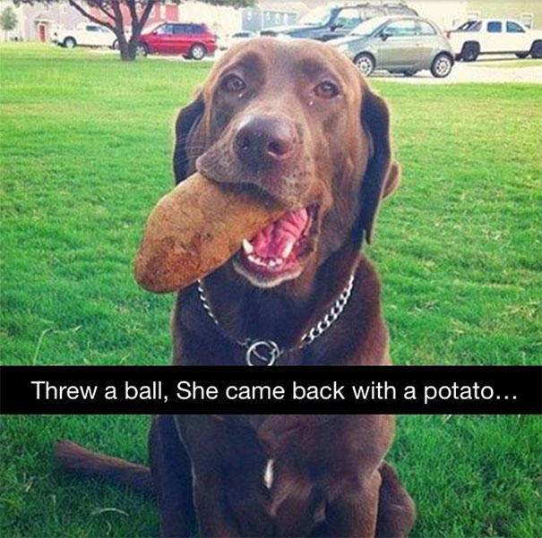 Sahiplerine Gönüllerinden Kopan Hediyeler Getiren Sevimli Kedi ve Köpekler!