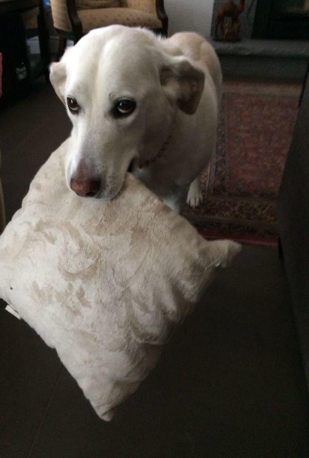 Sahiplerine Gönüllerinden Kopan Hediyeler Getiren Sevimli Kedi ve Köpekler!