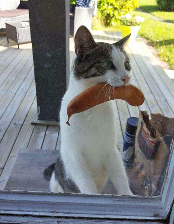Sahiplerine Gönüllerinden Kopan Hediyeler Getiren Sevimli Kedi ve Köpekler!
