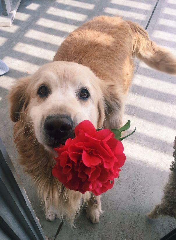 Sahiplerine Gönüllerinden Kopan Hediyeler Getiren Sevimli Kedi ve Köpekler!