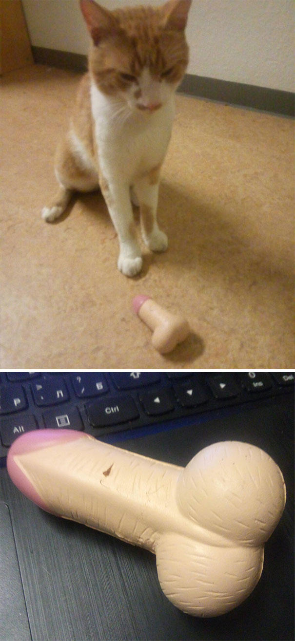 Sahiplerine Gönüllerinden Kopan Hediyeler Getiren Sevimli Kedi ve Köpekler!
