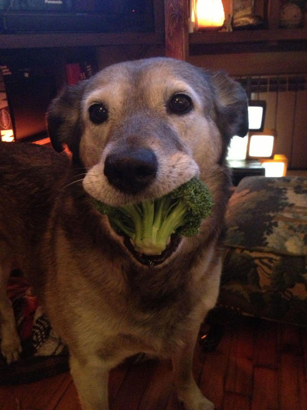 Sahiplerine Gönüllerinden Kopan Hediyeler Getiren Sevimli Kedi ve Köpekler!