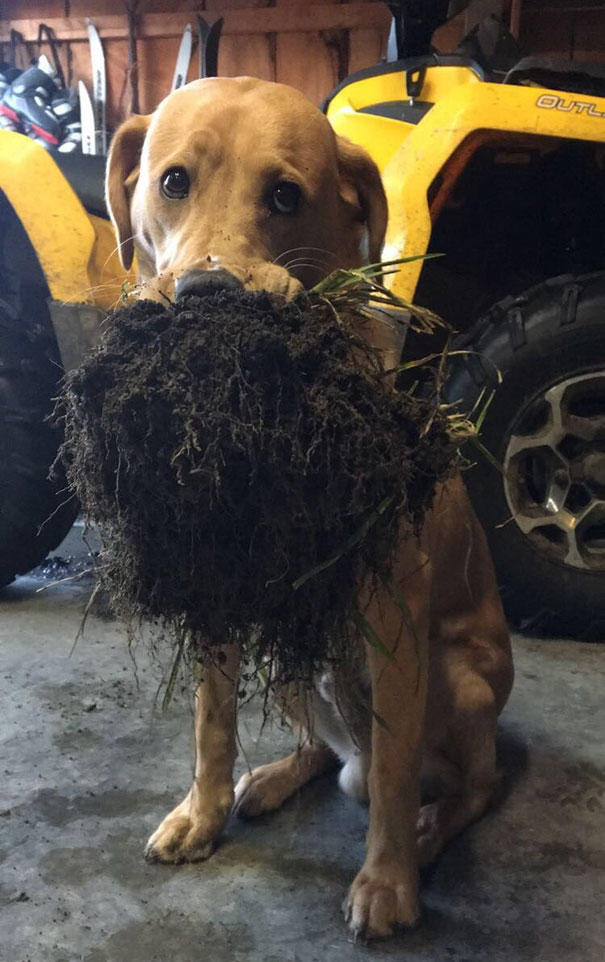 Sahiplerine Gönüllerinden Kopan Hediyeler Getiren Sevimli Kedi ve Köpekler!