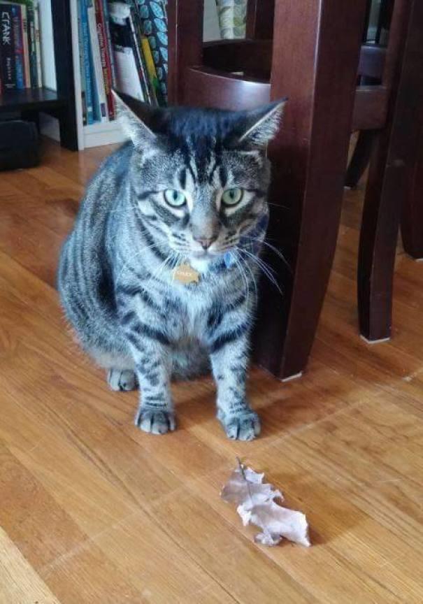 Sahiplerine Gönüllerinden Kopan Hediyeler Getiren Sevimli Kedi ve Köpekler!