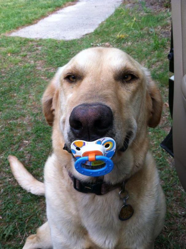 Sahiplerine Gönüllerinden Kopan Hediyeler Getiren Sevimli Kedi ve Köpekler!
