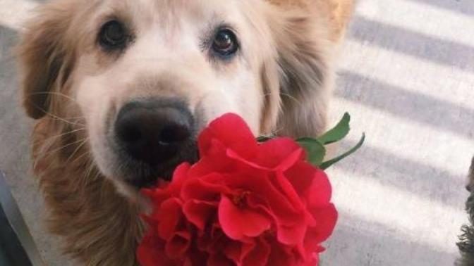 Sahiplerine Gönüllerinden Kopan Hediyeler Getiren Sevimli Kedi ve Köpekler!