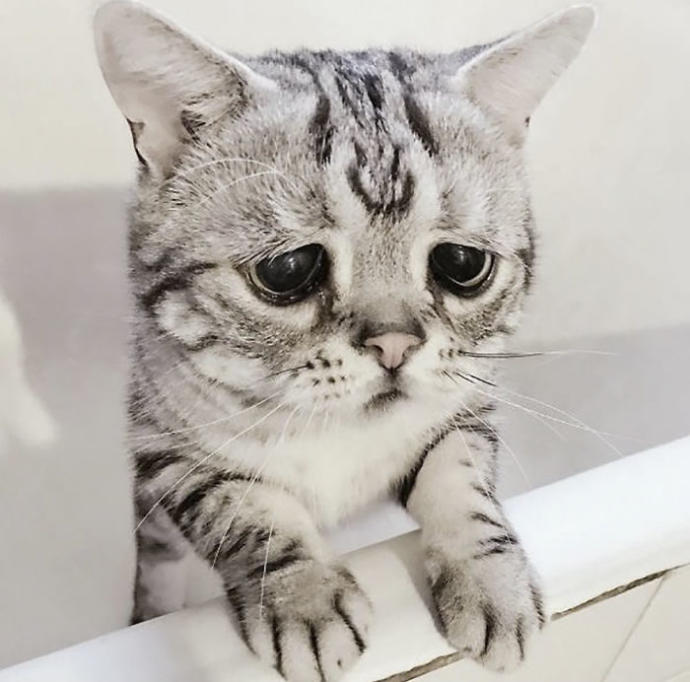 Dünyanın En Üzgün ve Aynı Zamanda En Sevimlisi Olmaya Aday: Kedi Luhuyla Tanışın! 🐱