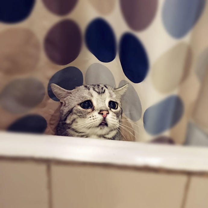 Dünyanın En Üzgün ve Aynı Zamanda En Sevimlisi Olmaya Aday: Kedi Luhuyla Tanışın! 🐱