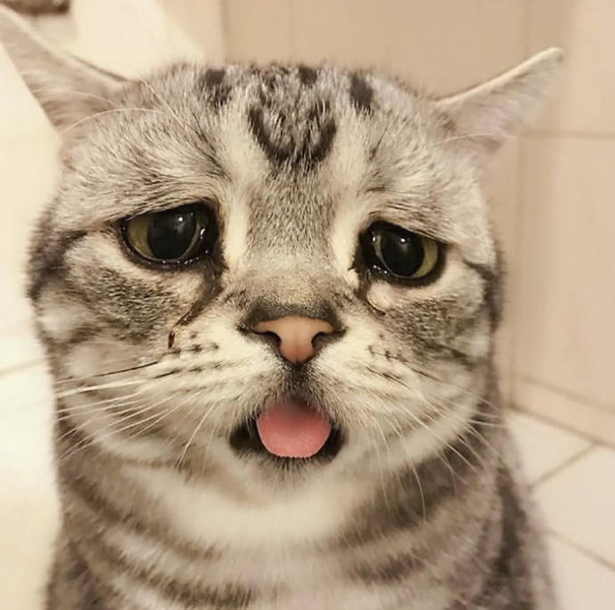 Dünyanın En Üzgün ve Aynı Zamanda En Sevimlisi Olmaya Aday: Kedi Luhuyla Tanışın! 🐱
