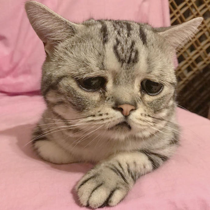 Dünyanın En Üzgün ve Aynı Zamanda En Sevimlisi Olmaya Aday: Kedi Luhuyla Tanışın! 🐱