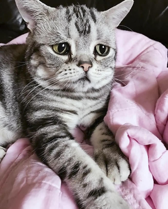 Dünyanın En Üzgün ve Aynı Zamanda En Sevimlisi Olmaya Aday: Kedi Luhuyla Tanışın! 🐱