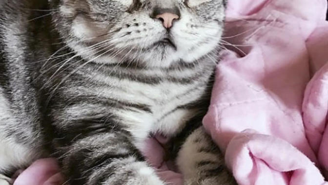 Dünyanın En Üzgün ve Aynı Zamanda En Sevimlisi Olmaya Aday: Kedi Luhu'yla Tanışın! 🐱
