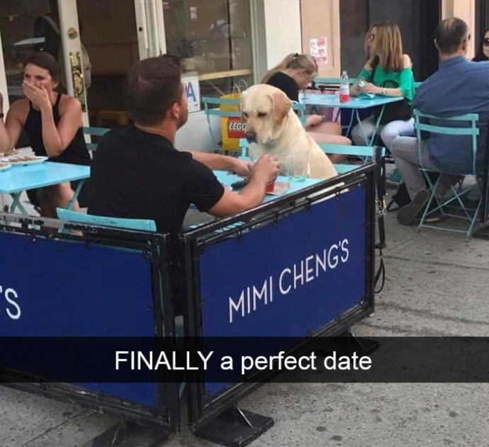 Hepimize "Şu Köpeğin Yaşadığı Hayata Bak!" Dedirtecek Çok Şanslı Köpekler!