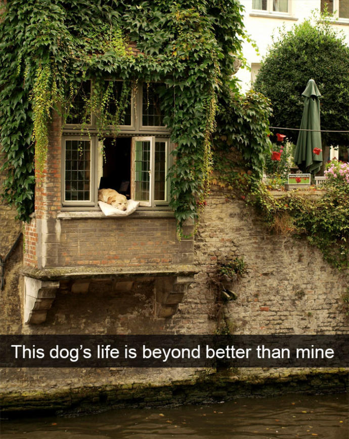 Hepimize "Şu Köpeğin Yaşadığı Hayata Bak!" Dedirtecek Çok Şanslı Köpekler!